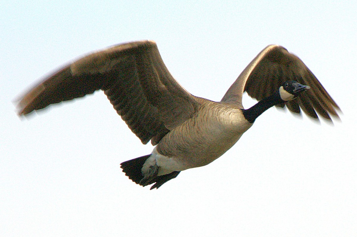 Canada Goose - ML645427075