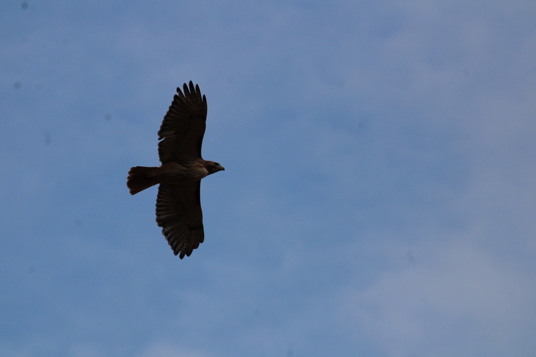 Kızıl Kuyruklu Şahin - ML645427077