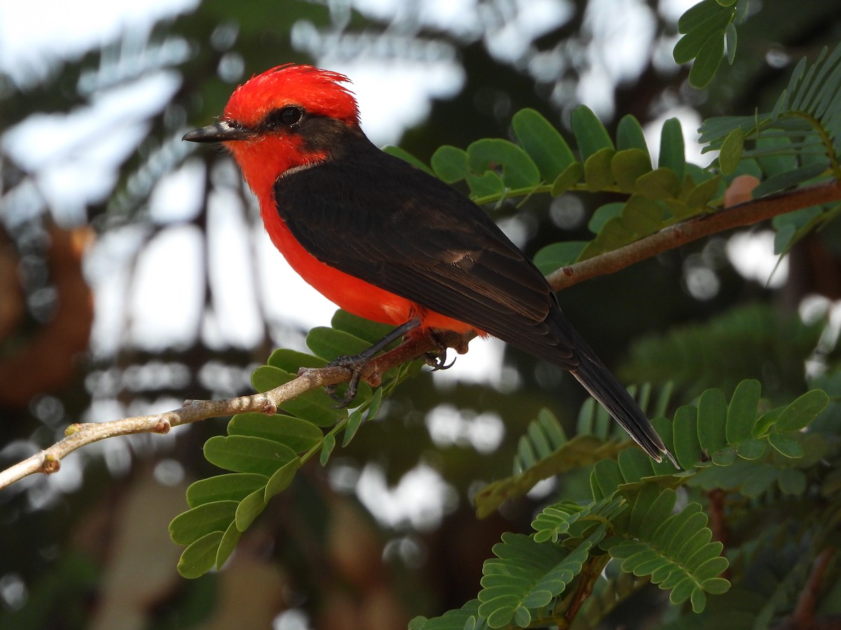 Vermilion Flycatcher - ML645427079