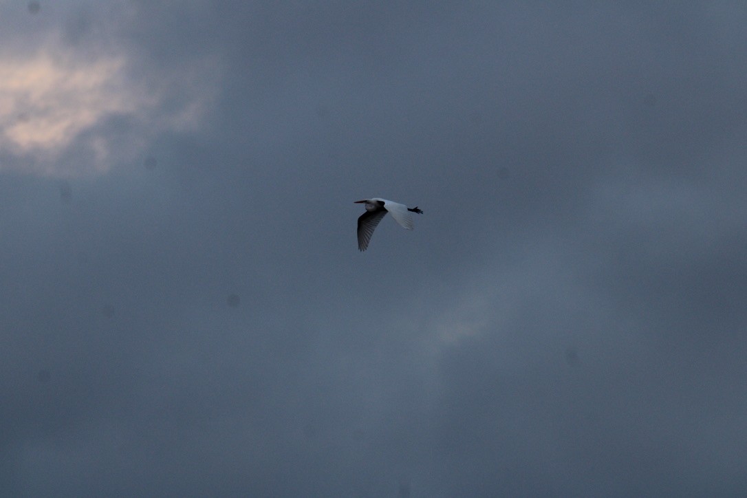 Büyük Ak Balıkçıl - ML645427080