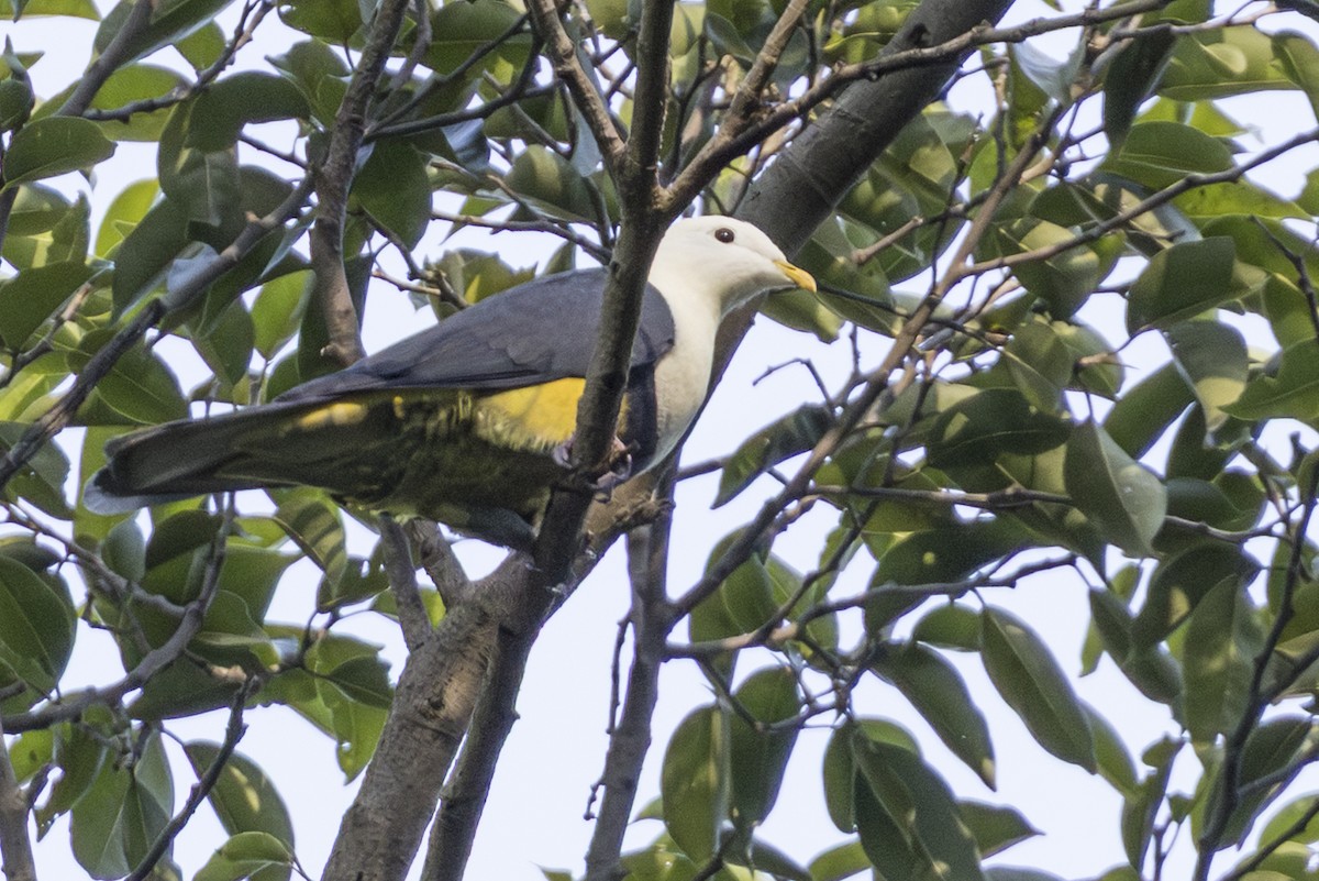 Weißkopf-Fruchttaube - ML645427081