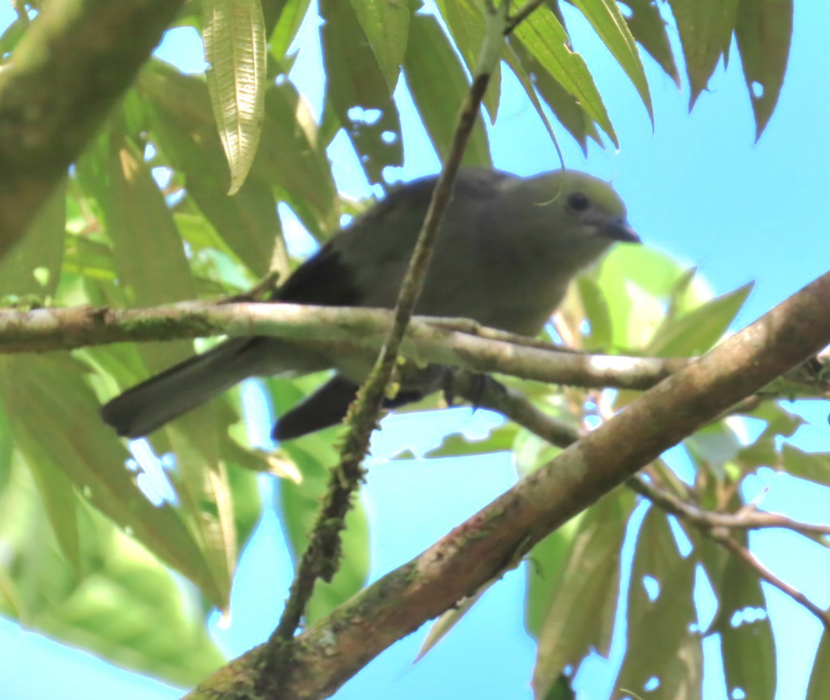 Tangara Palmera - ML645427083