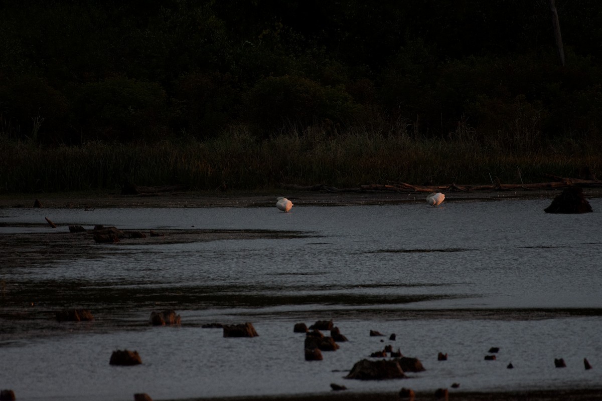 Trumpeter Swan - ML645427091