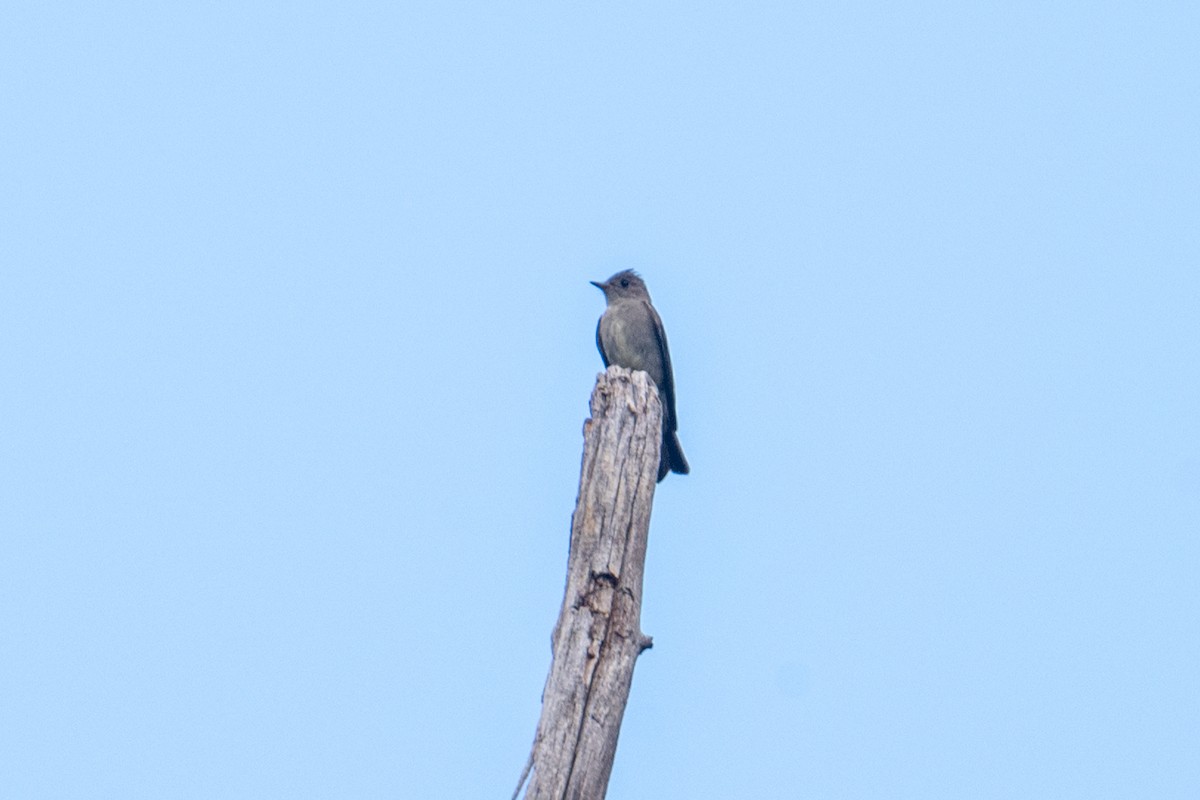 Western Wood-Pewee - ML645427092
