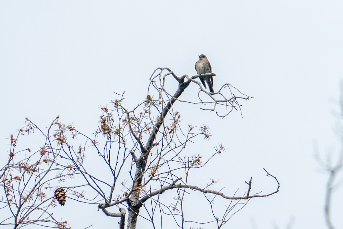 Western Wood-Pewee - ML645427096