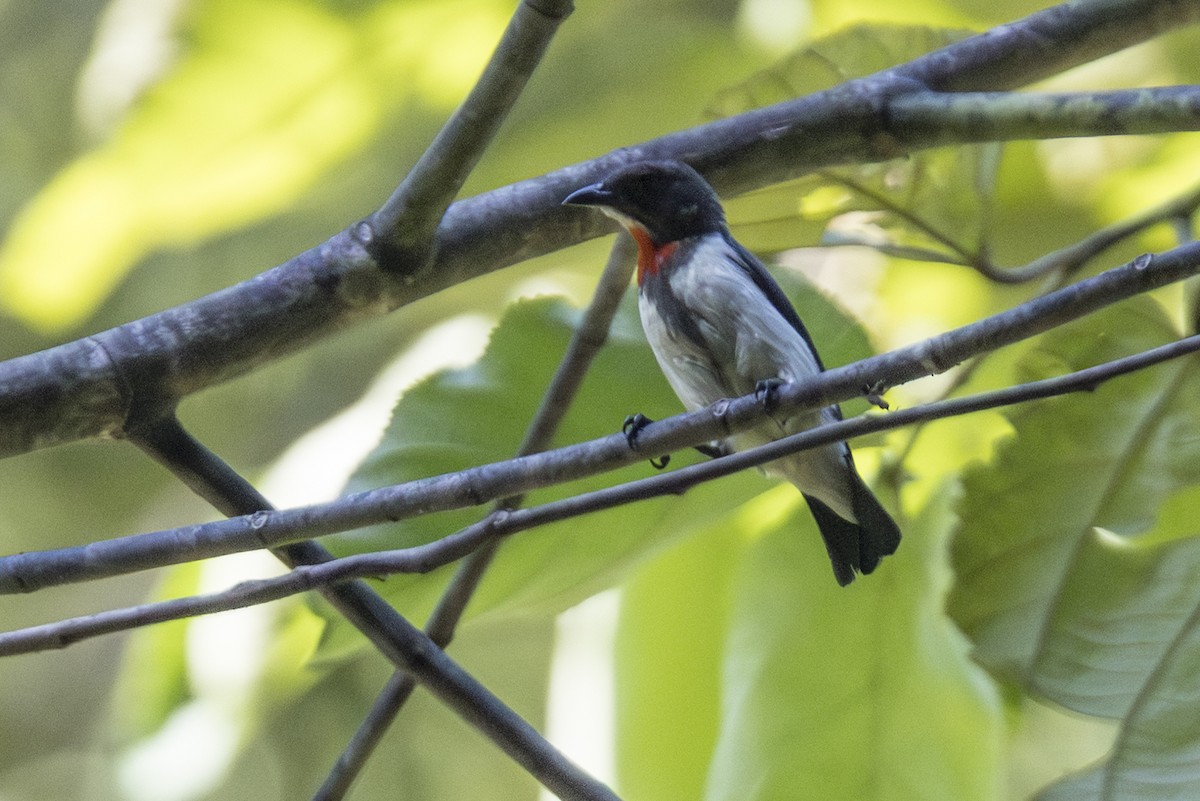 Red-chested Flowerpecker - ML645427099
