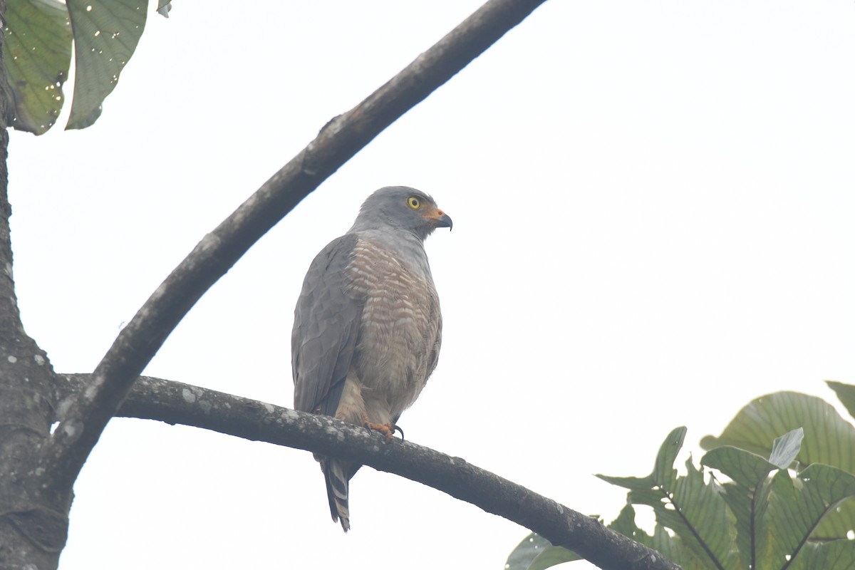 Roadside Hawk - ML645427100