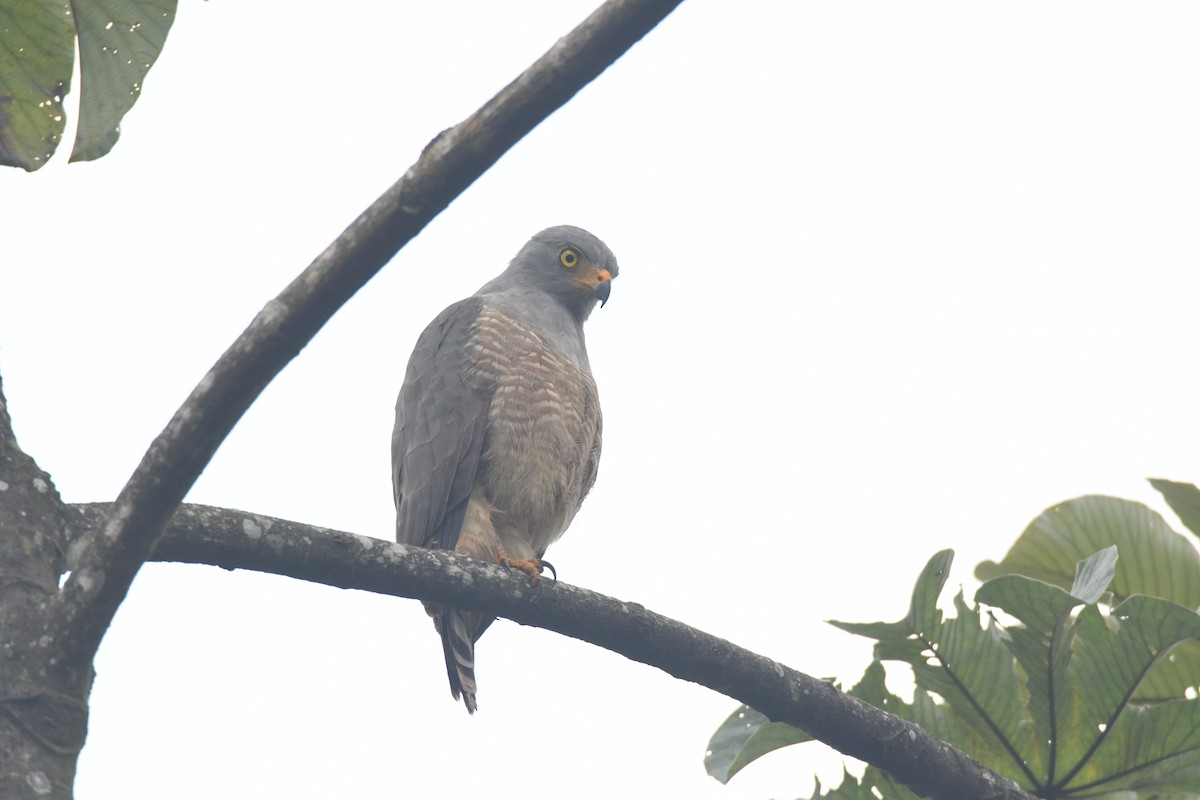 Roadside Hawk - ML645427101