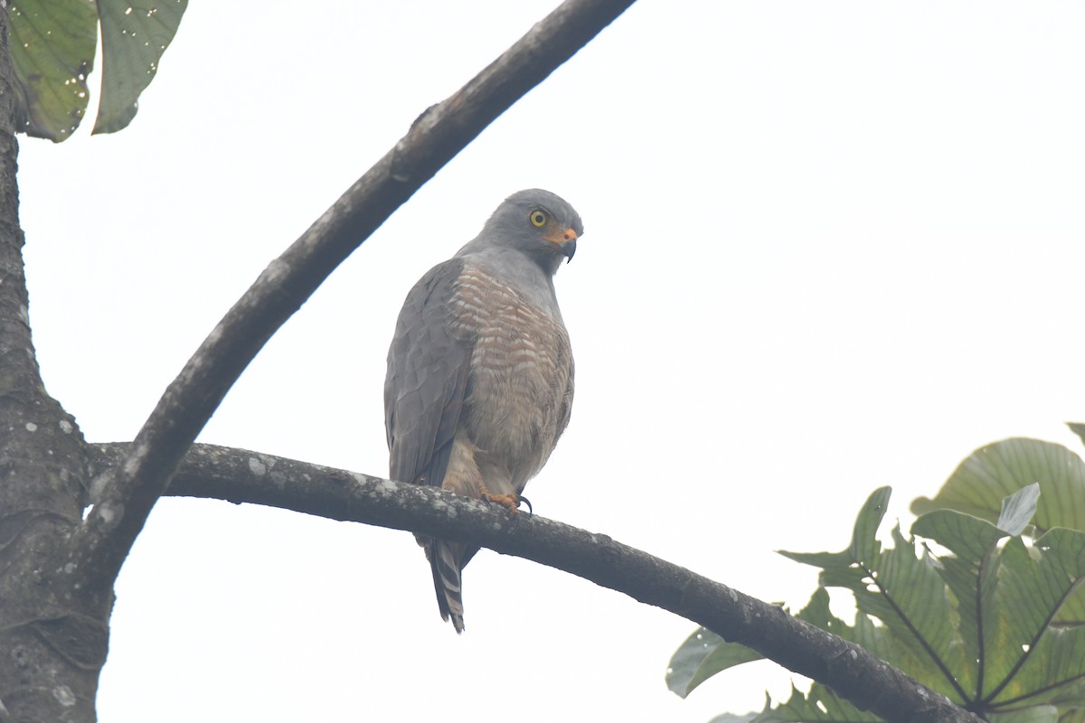 Roadside Hawk - ML645427102