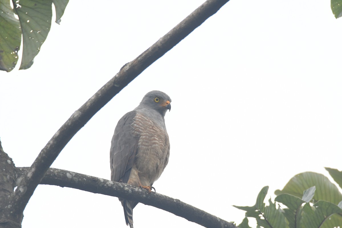 Roadside Hawk - ML645427104