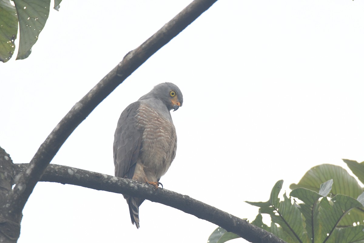 Roadside Hawk - ML645427105