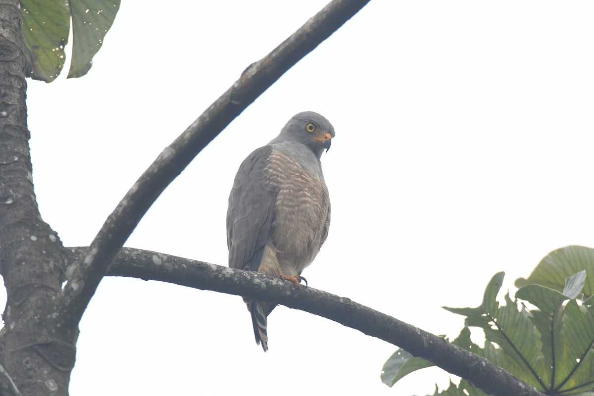 Roadside Hawk - ML645427106