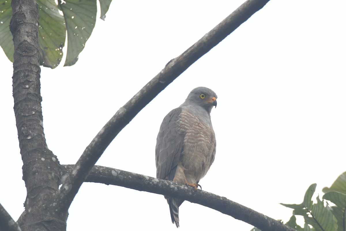 Roadside Hawk - ML645427107