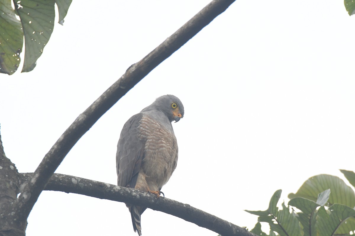 Roadside Hawk - ML645427108