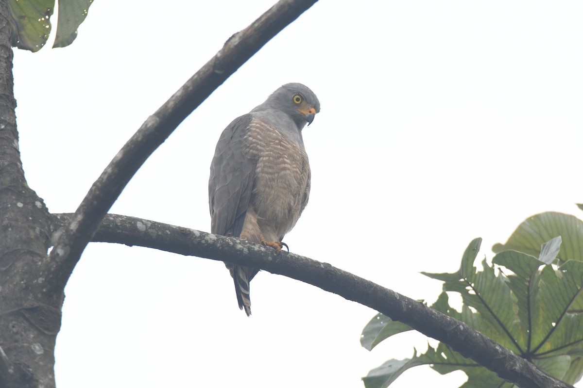 Roadside Hawk - ML645427109
