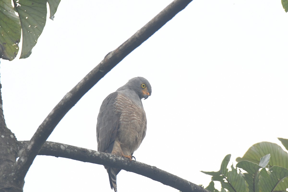 Roadside Hawk - ML645427110