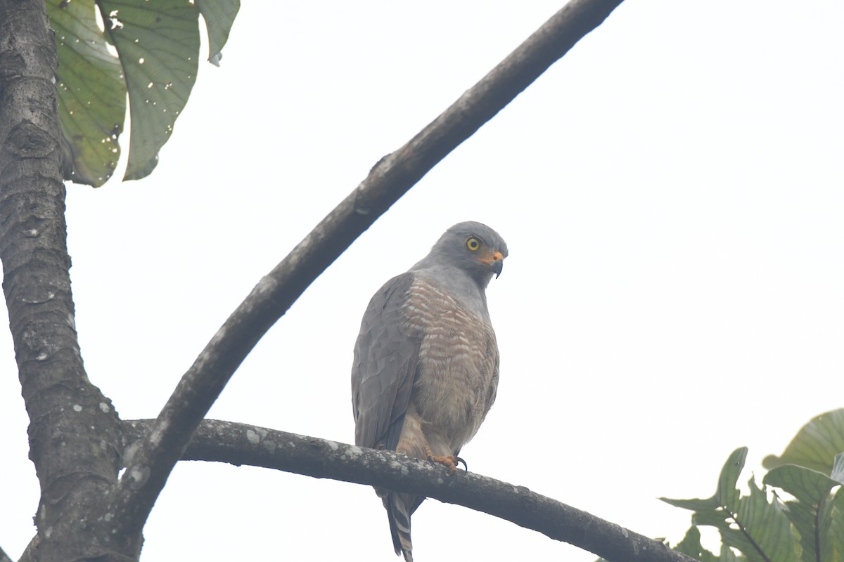 Roadside Hawk - ML645427111