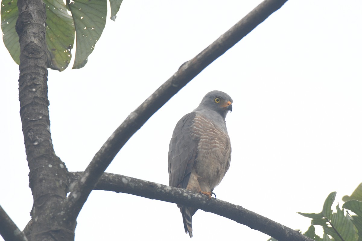 Roadside Hawk - ML645427112