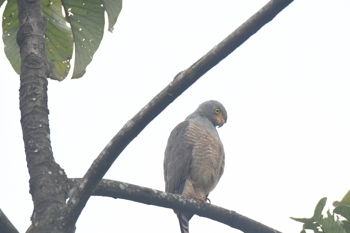 Roadside Hawk - ML645427113