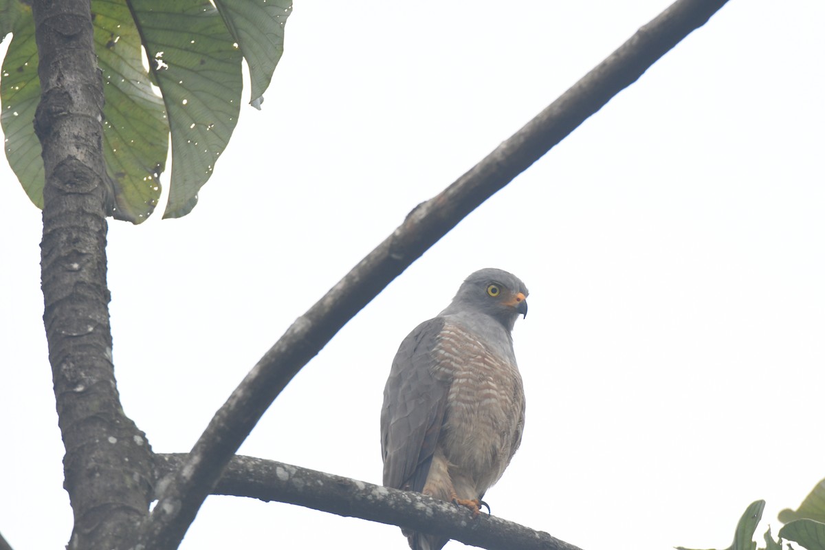 Roadside Hawk - ML645427114