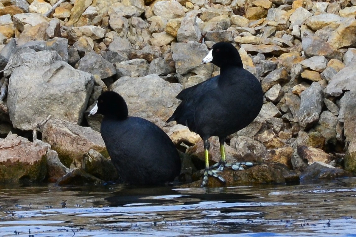 American Coot - ML645427118