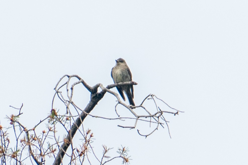 Western Wood-Pewee - ML645427121