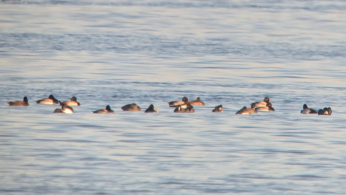 Lesser Scaup - ML645427123