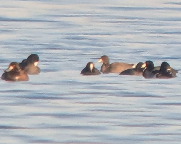 American Coot - ML645427131