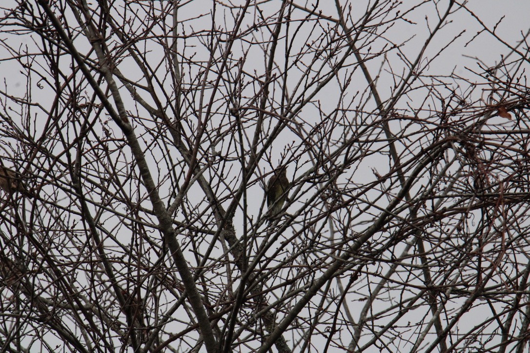 Sarı Karınlı Ağaçkakan - ML645427147