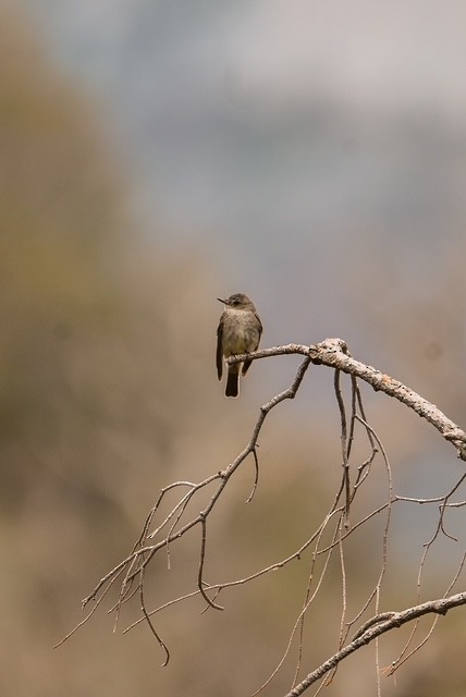 Western Wood-Pewee - ML645427148
