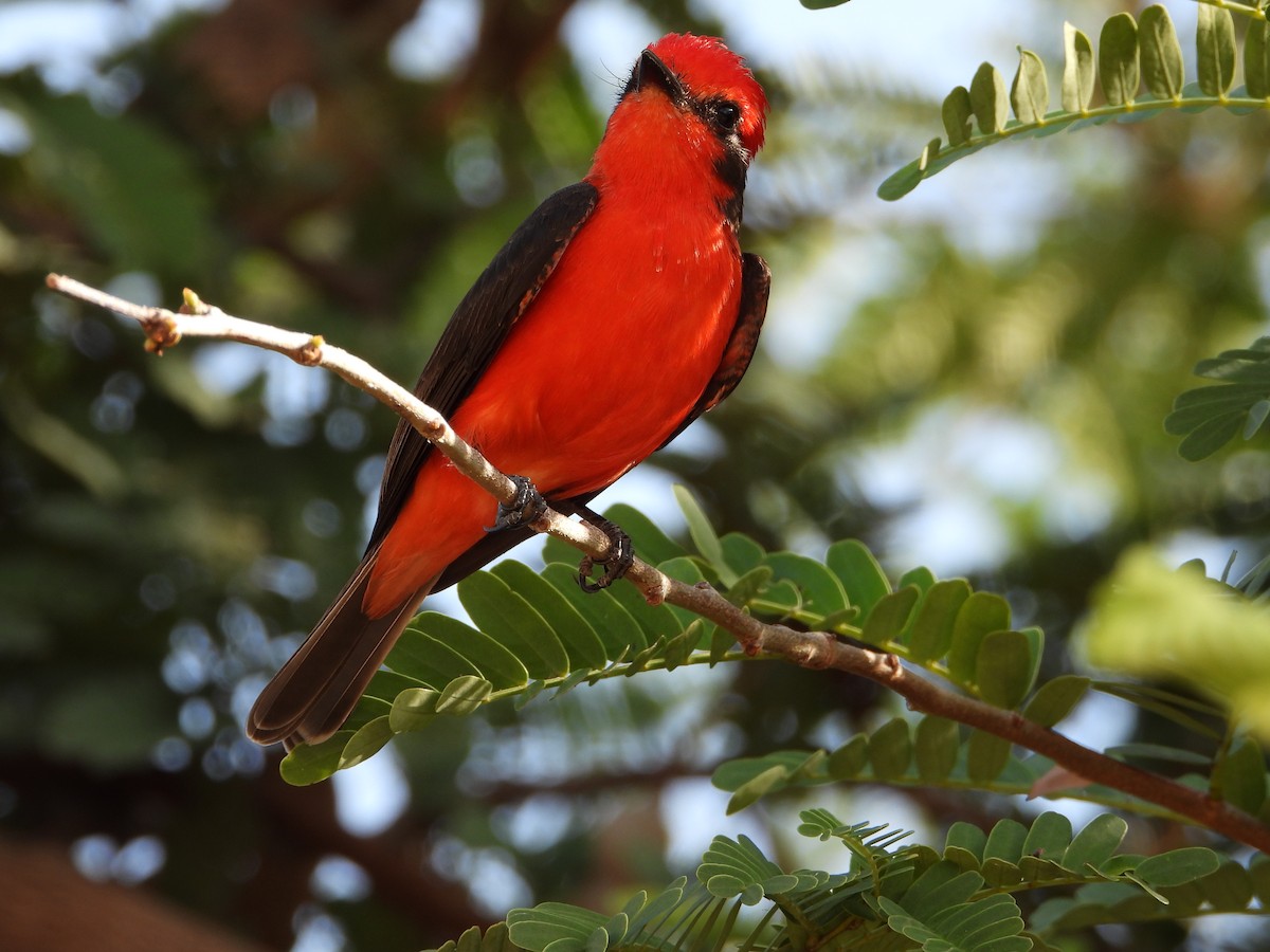 Vermilion Flycatcher - ML645427151