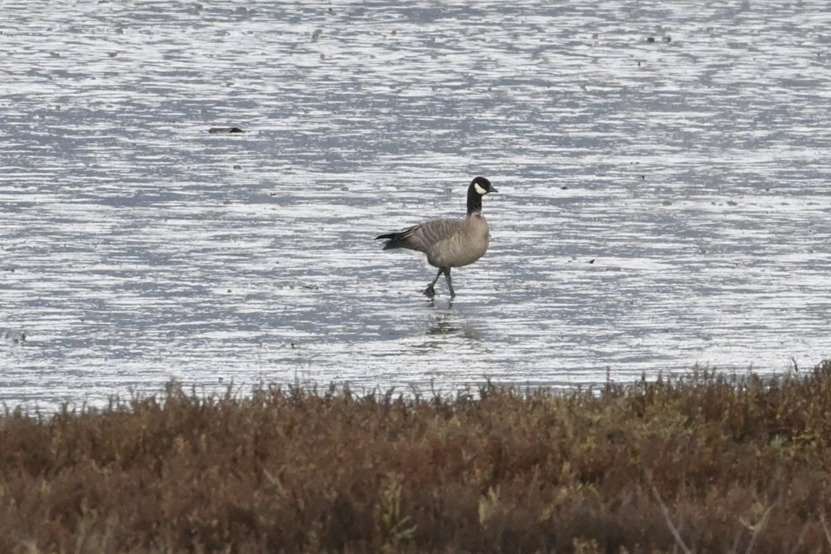 小加拿大雁 - ML645427162