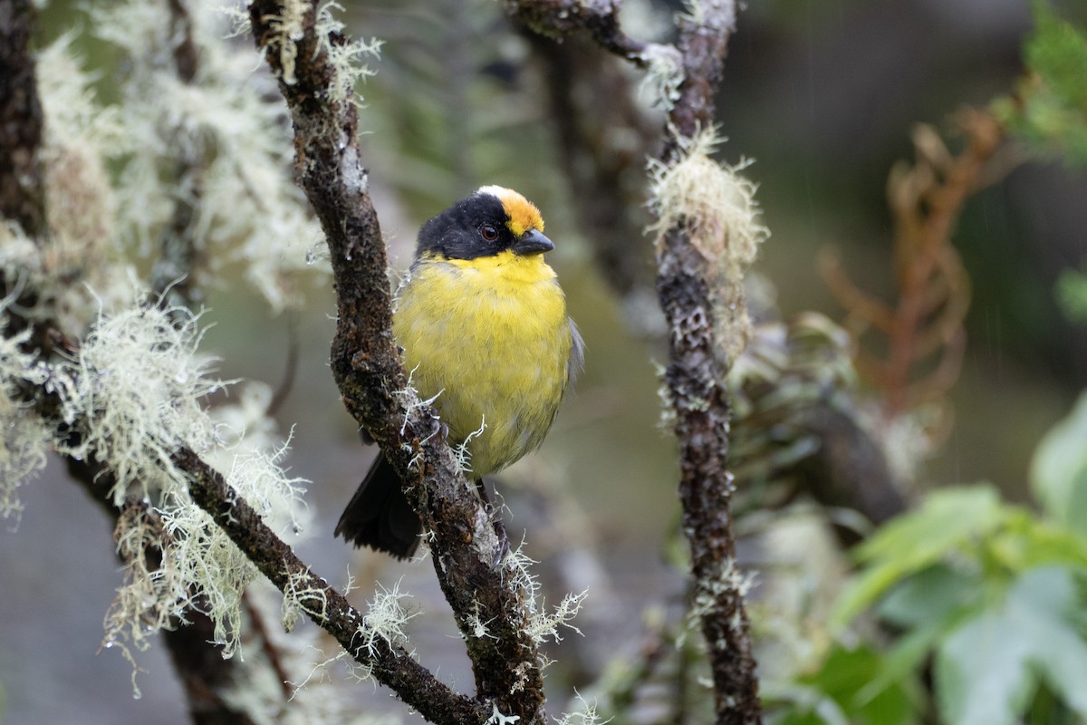 キエリヤブシトド - ML645427164