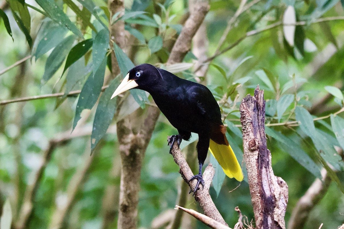 Crested Oropendola - ML645427166