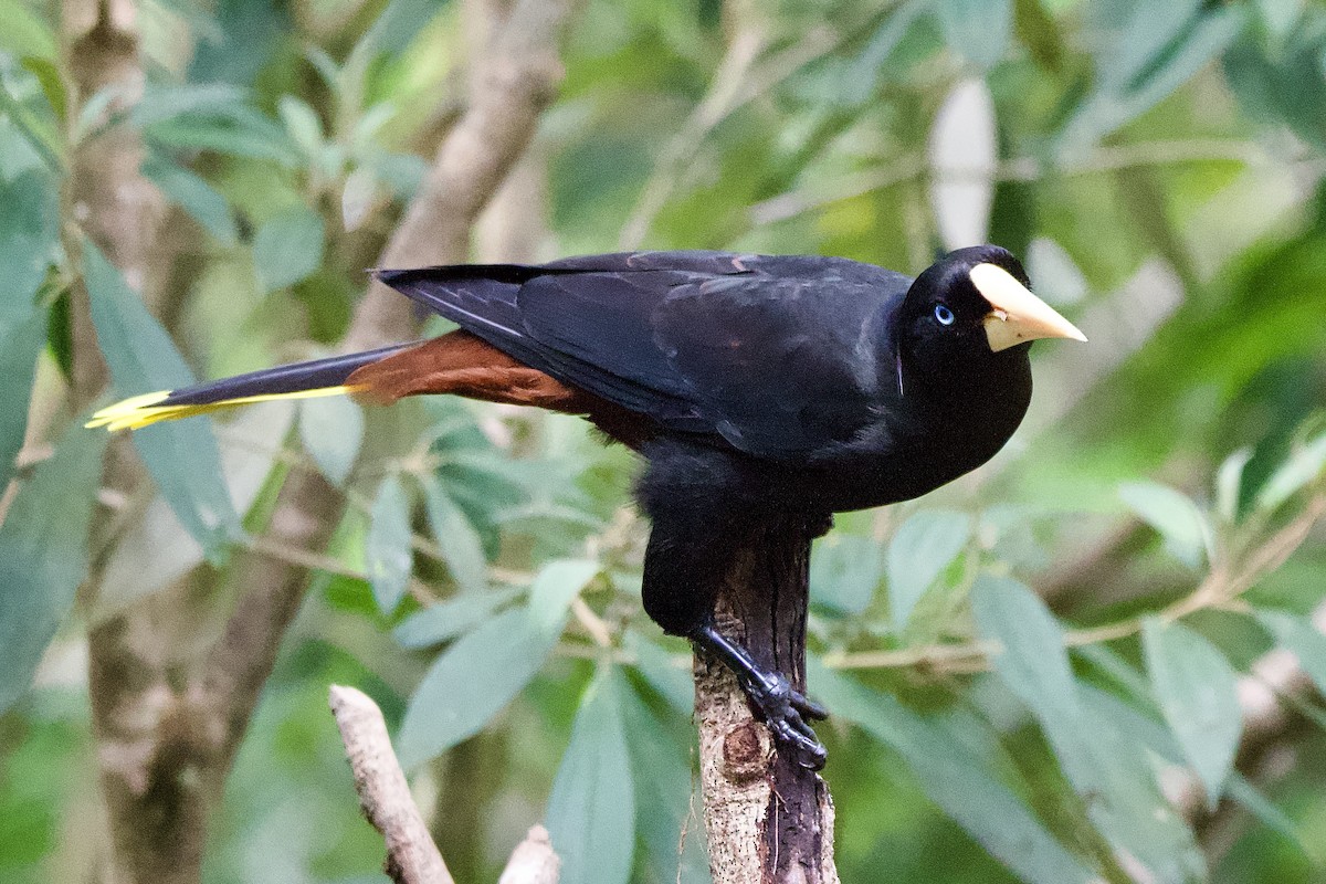Crested Oropendola - ML645427167
