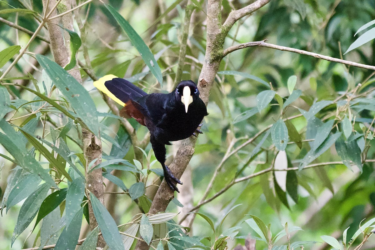 Crested Oropendola - ML645427168
