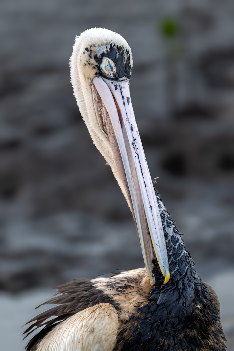 Australian Pelican - ML645427171