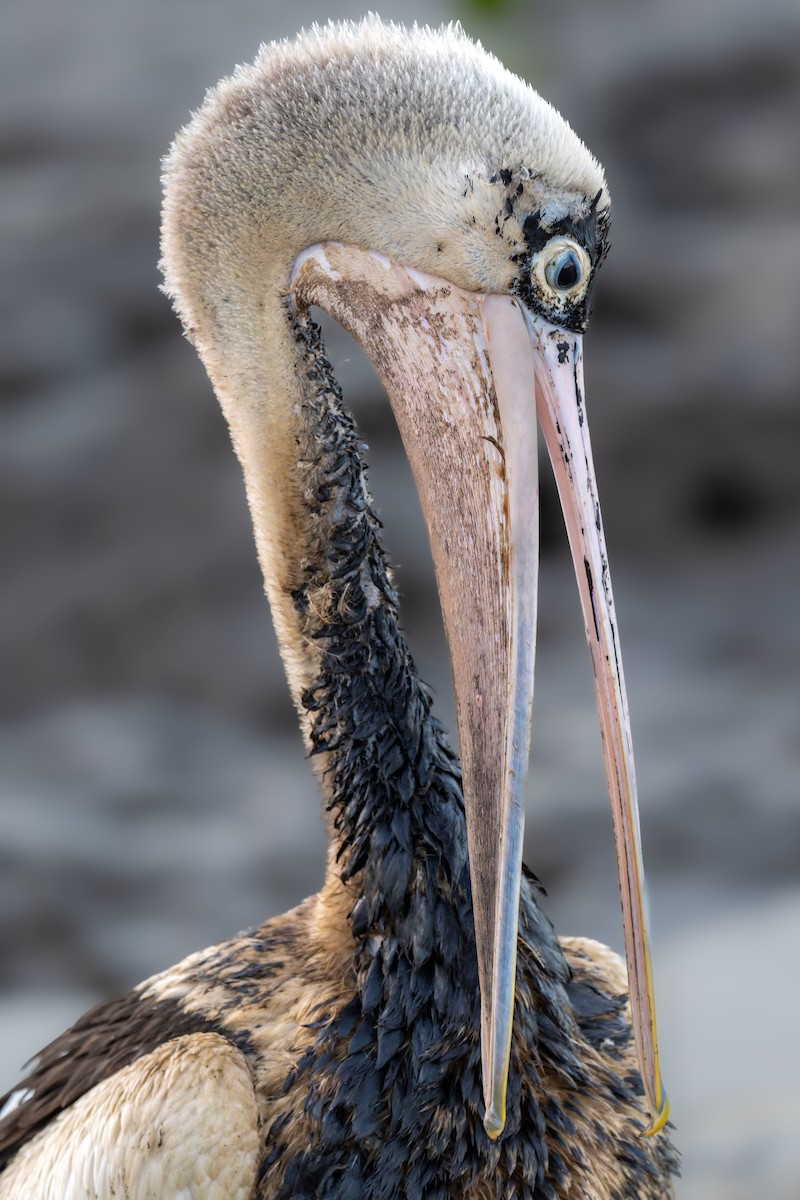 Australian Pelican - ML645427172