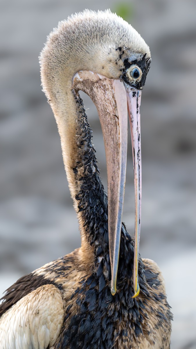 Australian Pelican - ML645427173