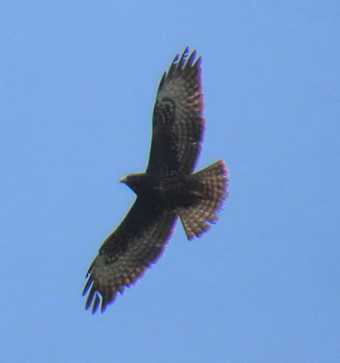 Short-tailed Hawk - ML645427174
