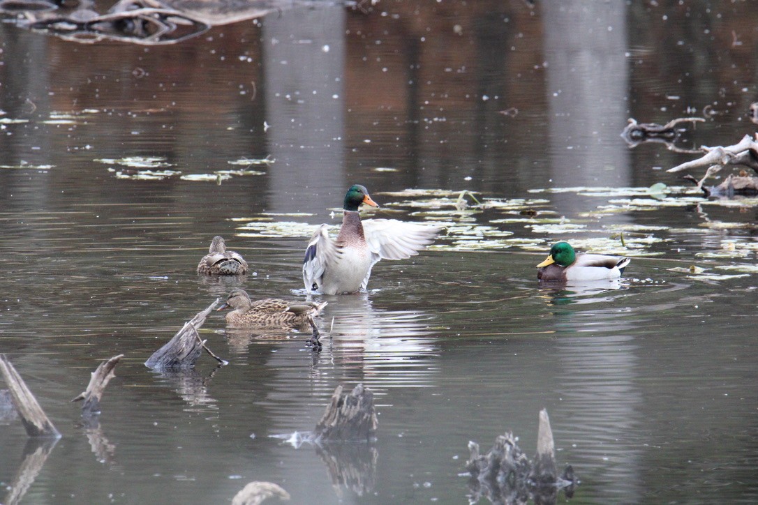 綠頭鴨 - ML645427177