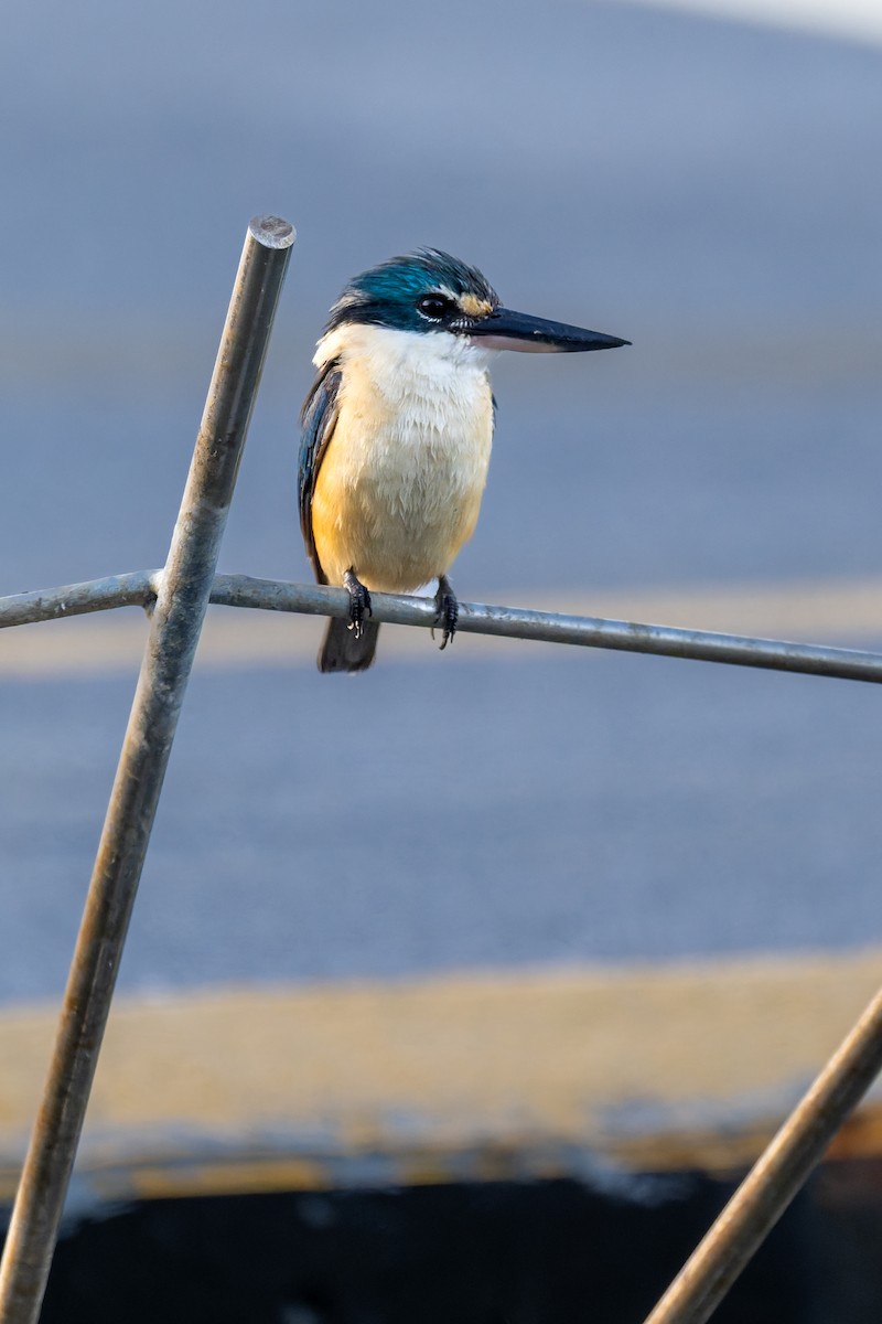 Sacred Kingfisher - ML645427178