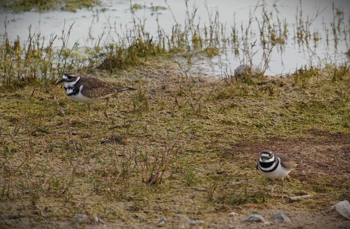 Killdeer - ML645427180