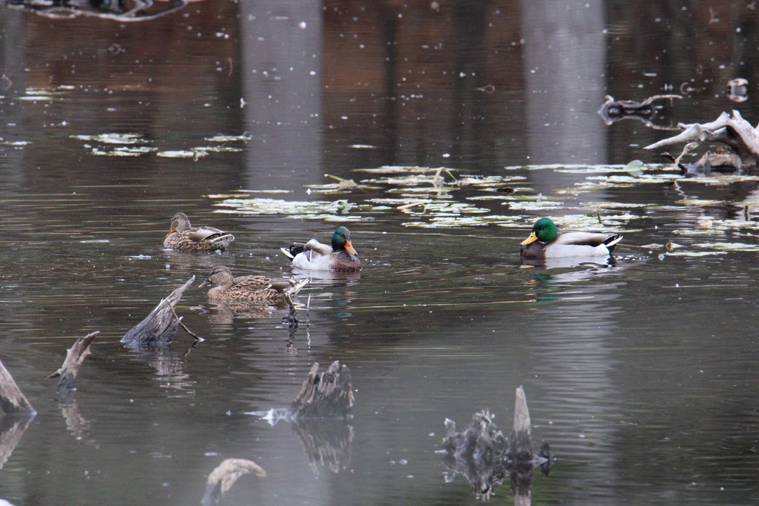 綠頭鴨 - ML645427181