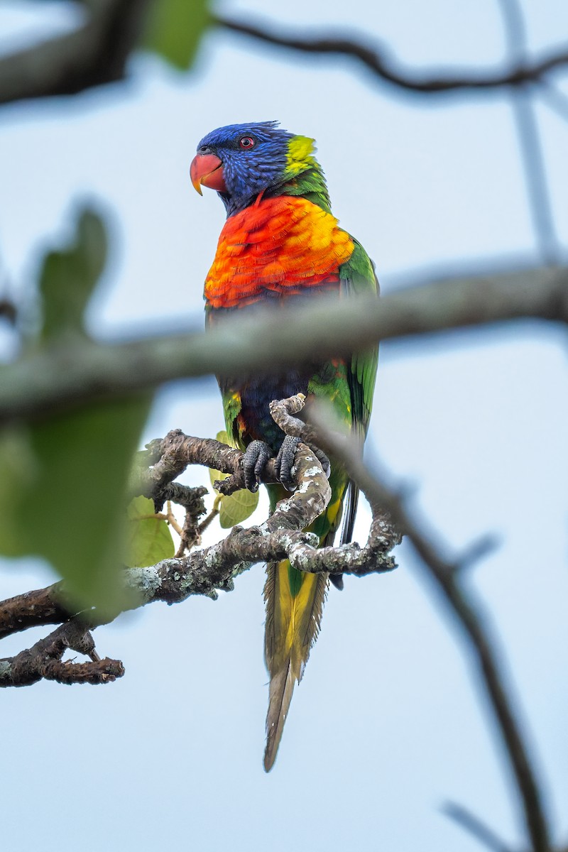 彩虹吸蜜鸚鵡 - ML645427182