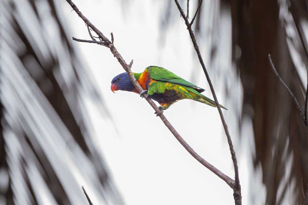 彩虹吸蜜鸚鵡 - ML645427183