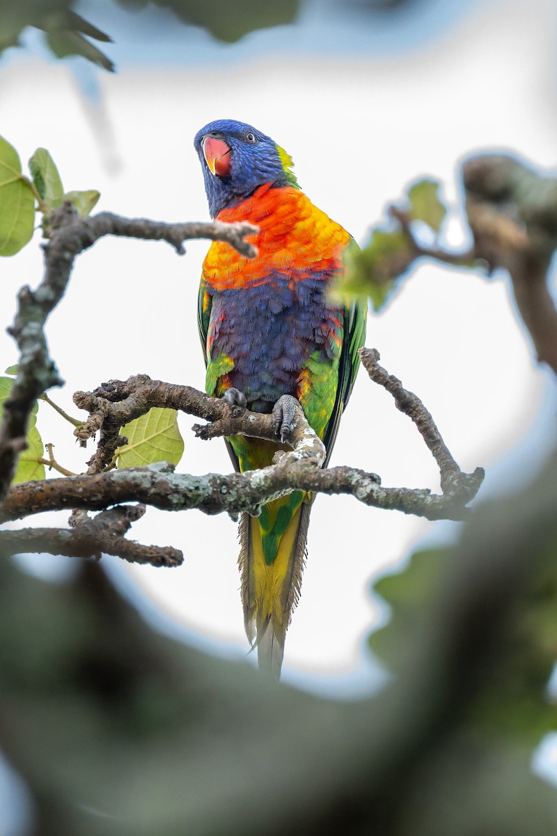 彩虹吸蜜鸚鵡 - ML645427184