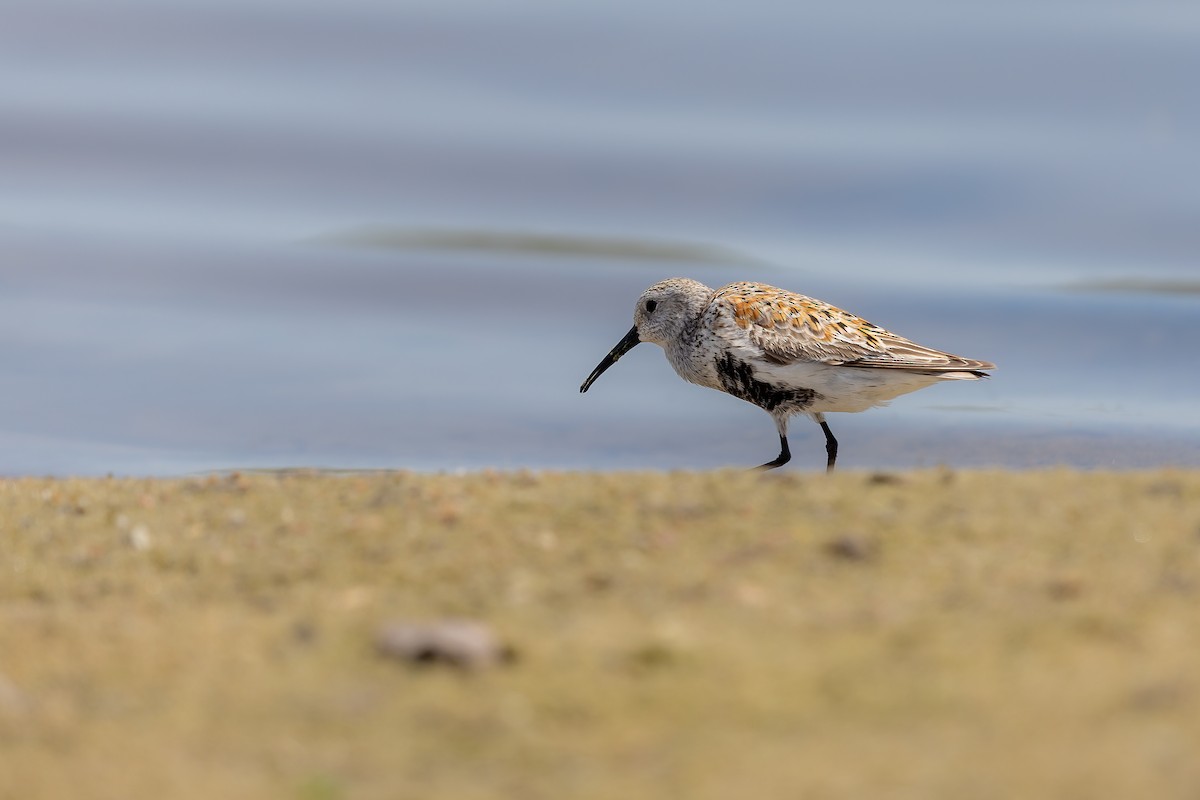 黑腹濱鷸 - ML645427185