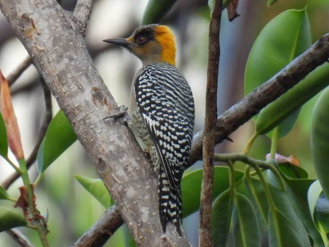 Golden-cheeked Woodpecker - ML645427187