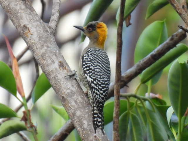 Golden-cheeked Woodpecker - ML645427188